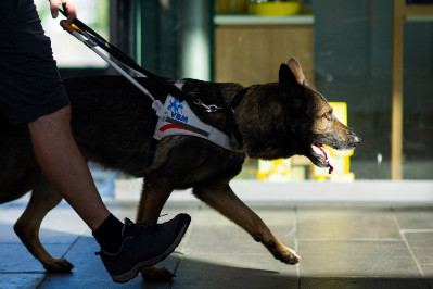 Ein Schäferhund ist bei der Führarbeit. Link: Ihre Unterstützung