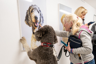 Blindenhund betrachtet sein eigenes Foto, das ihm seine Halterin zeigt. Link: Magazin und Medien