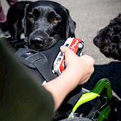 Botschafterhund im Einsatz