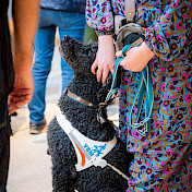 Halterin streichelt ihren Blindenhund, der das Führgeschirr trägt und vor ihr sitzt.