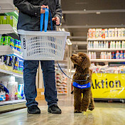 Junghunde beim Einkaufen im Laden