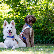 Berger Blanc Suisse und Barbet