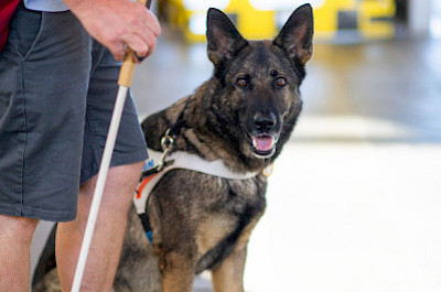 Blindenhund im Führgeschirr