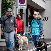 Blindenhundeteams unterwegs durch die Stadt.