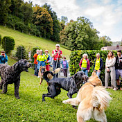 Hunde im Freilauf