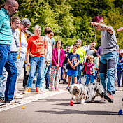 Vorführung Suchhunde