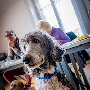Portrait Blindenhund Buddah