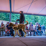Blindenhund in Ausbildung Riva an der Vorführung